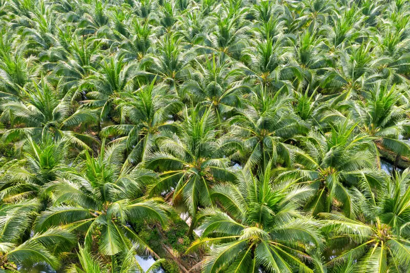 Aerial View Coconut Palm Trees Plantation Aerial View Coconut Palm Trees Plantation 170313446